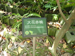 Syzygium tripinnatum