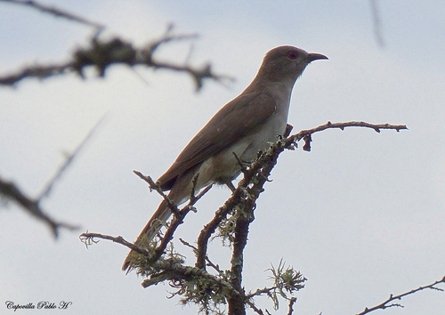 Ash-colored Cuckoo (Coccycua cinerea), photo 5