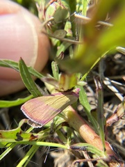 Pyrausta laticlavia