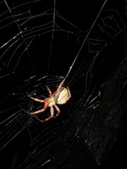 Araneus venatrix