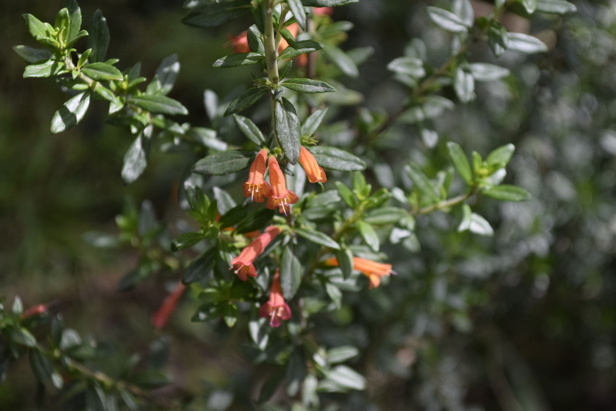 Clinopodium taxifolium image