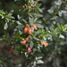 Clinopodium taxifolium - Photo 由 Daniel Hualpa 所上傳的 (c) Daniel Hualpa，保留部份權利CC BY-NC