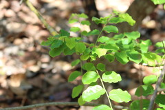 Phyllanthus elsiae