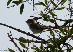 Euscarthmus meloryphus