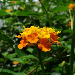 Lantana camara