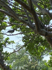 Mimus polyglottos