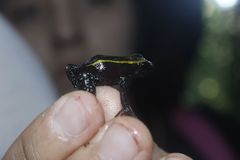 Phyllobates aurotaenia