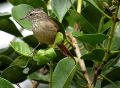Leptasthenura setaria