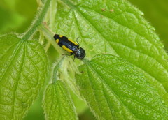 Ptosima gibbicollis