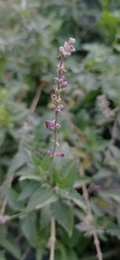 Salvia pallida