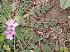 Erodium cicutarium cicutarium