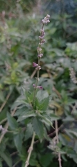 Salvia pallida
