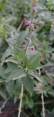 Salvia pallida