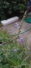 Salvia pallida