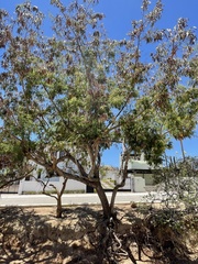 Leucaena diversifolia