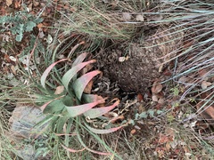 Aloe pretoriensis