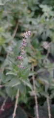 Salvia pallida