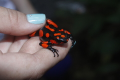Oophaga histrionica