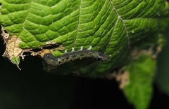 Thyatira batis formosicola