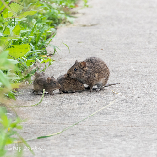 Hispid Cotton Rat (Sigmodon hispidus)