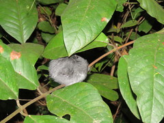 Thamnophilus stictocephalus