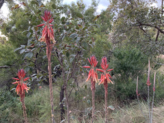Aloe pretoriensis