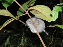 Thamnophilus stictocephalus