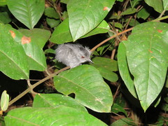 Thamnophilus stictocephalus