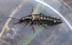 Philonthus carbonarius