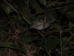 Thamnophilus stictocephalus