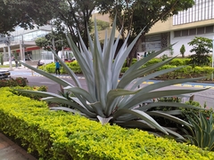 Agave cocui
