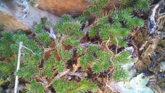 Selaginella caffrorum