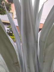 Agave cocui