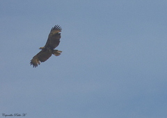 Buteogallus urubitinga