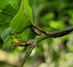 Ophiderma flavicephala