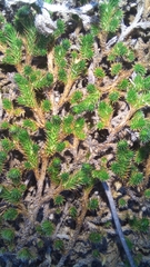 Selaginella caffrorum