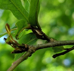 Ophiderma flavicephala