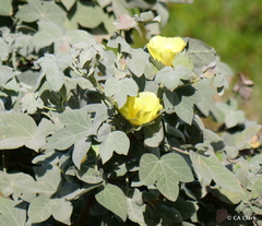 Gossypium tomentosum