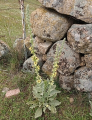 Verbascum rotundifolium