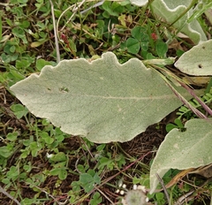 Verbascum rotundifolium
