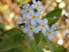 Myosotis welwitschii