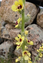 Verbascum rotundifolium