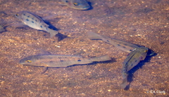 Sarotherodon melanotheron