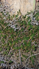 Selaginella caffrorum