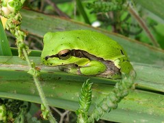 Hyla orientalis