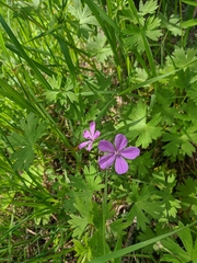 Geranium asphodeloides