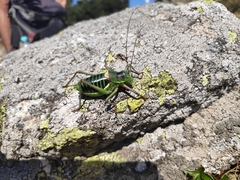 Ephippiger diurnus cunii