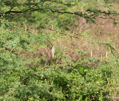 Prosopis pallida, recorded fruiting