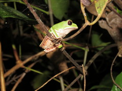 Phyllomedusa tarsius