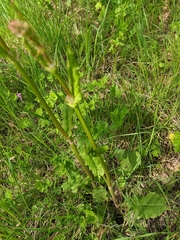 Rumex tuberosus